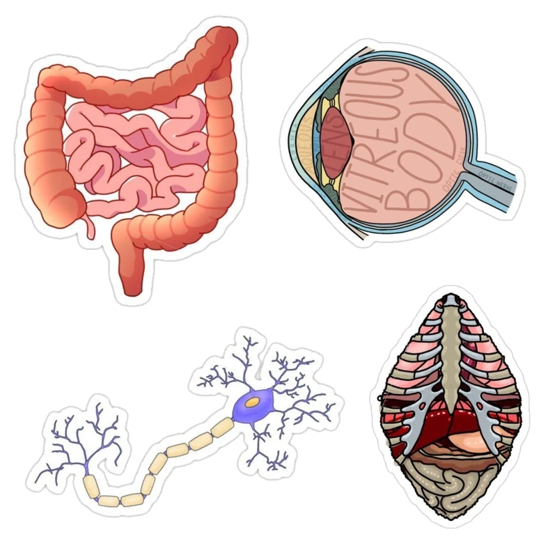 استیکر لپ تاپ طرح آناتومی بدن کد 119 مجموعه 4 عددی