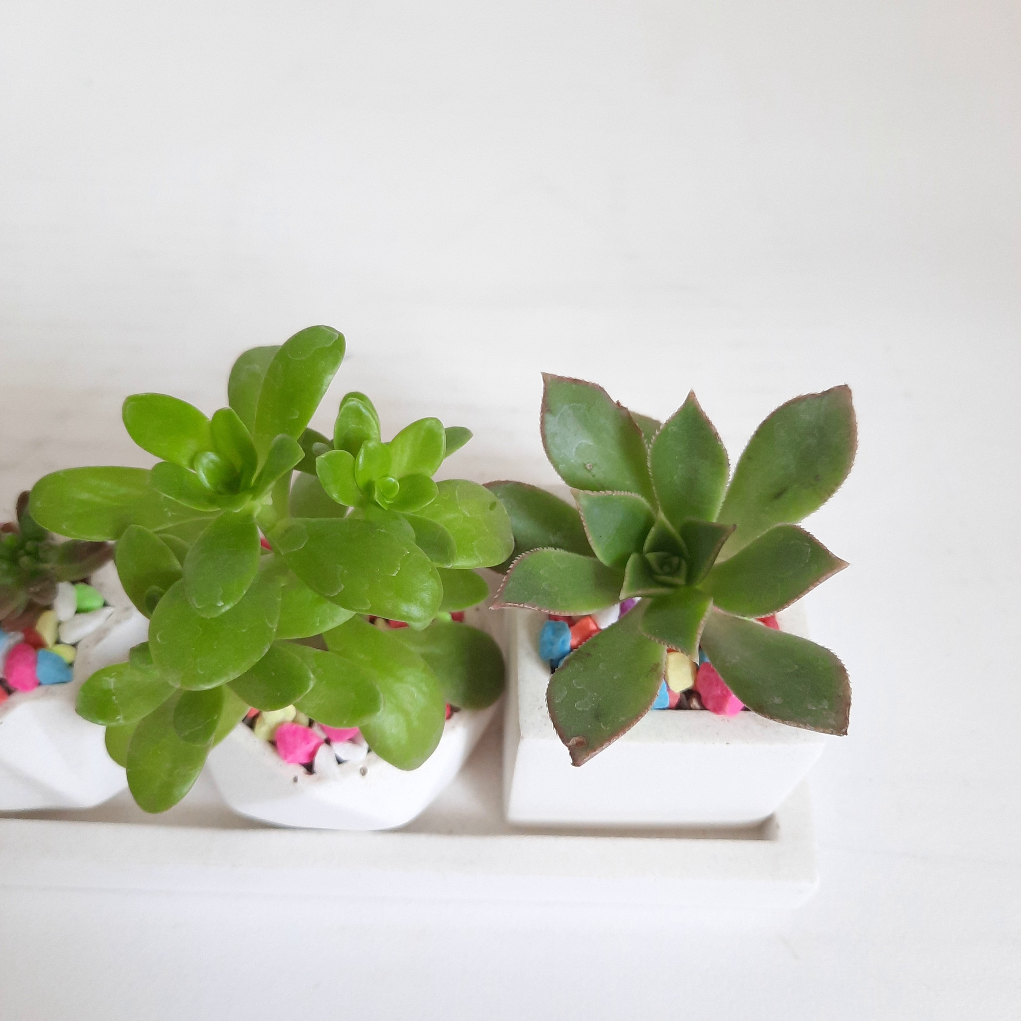 گیاه طبیعی ساکولنت و کاکتوس کد 8 مجموعه 4 عددی