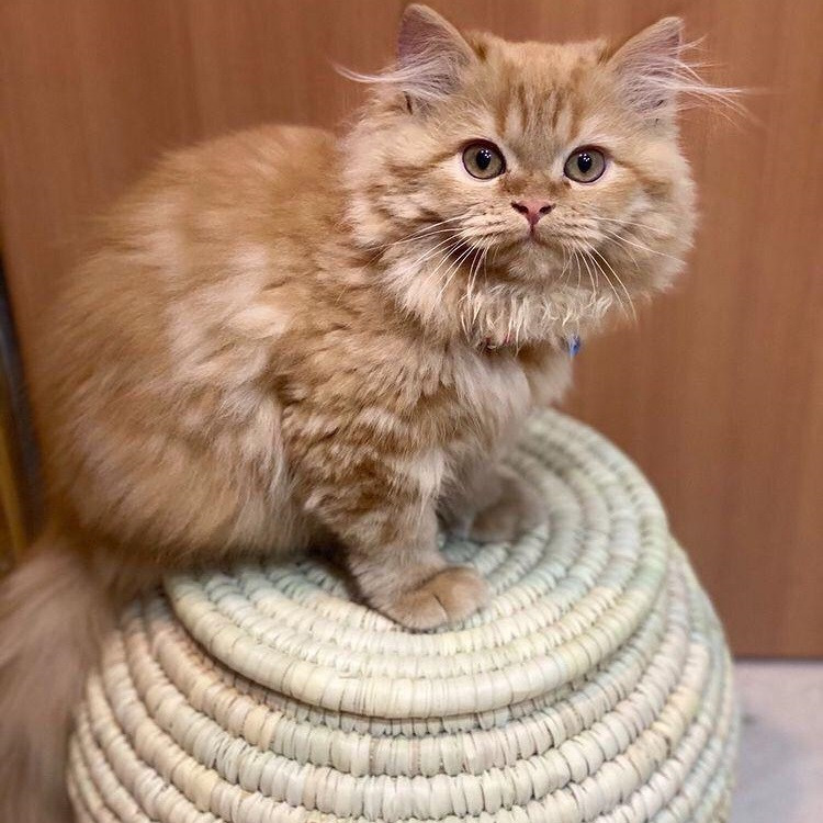 جای خواب سگ و گربه مدل A2