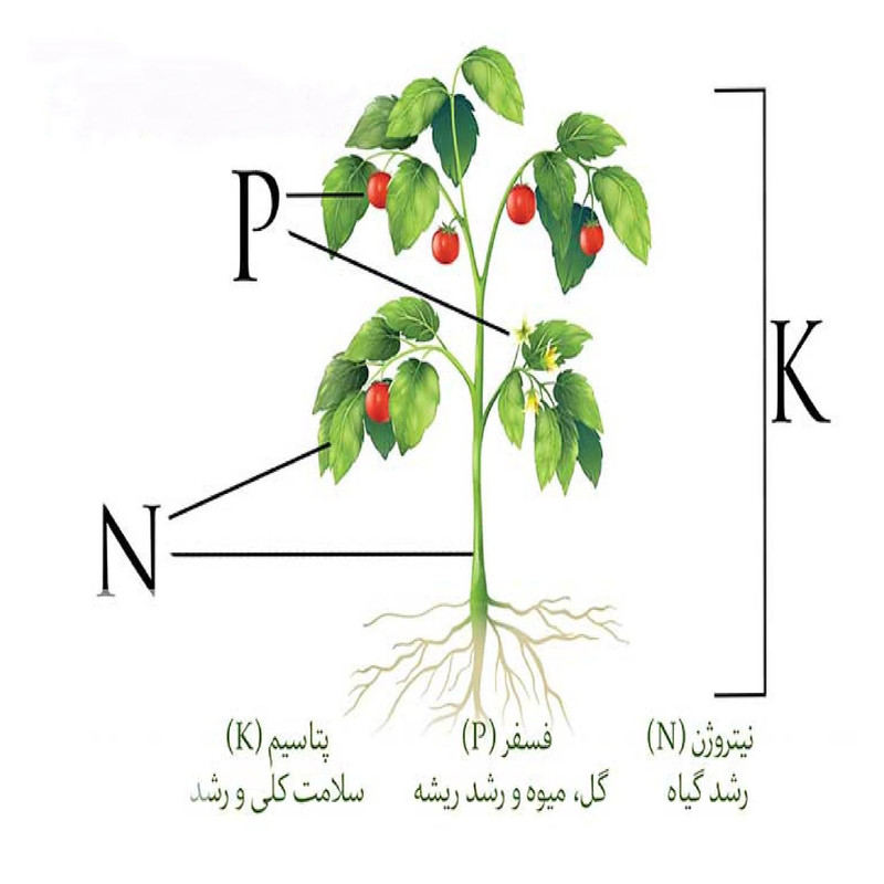 کود کامل سه بیست NPK 20-20-20 گرین ورد مدل پودری وزن 1 کیلوگرم کود کامل سه بیست NPK 20-20-20 گرین ورد مدل پودری وزن 1 کیلوگرم