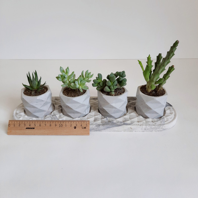 گیاه طبیعی مدل ساکولنت و کاکتوس مجموعه 5 عددی