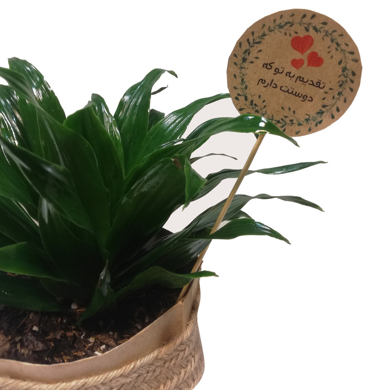 گیاه طبیعی دراسنا کامپکت کد P.A.010 گیاه طبیعی دراسنا کامپکت کد P.A.010