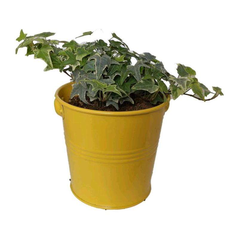 گیاه طبیعی پاپیتال کد wf01 گیاه طبیعی پاپیتال کد wf01