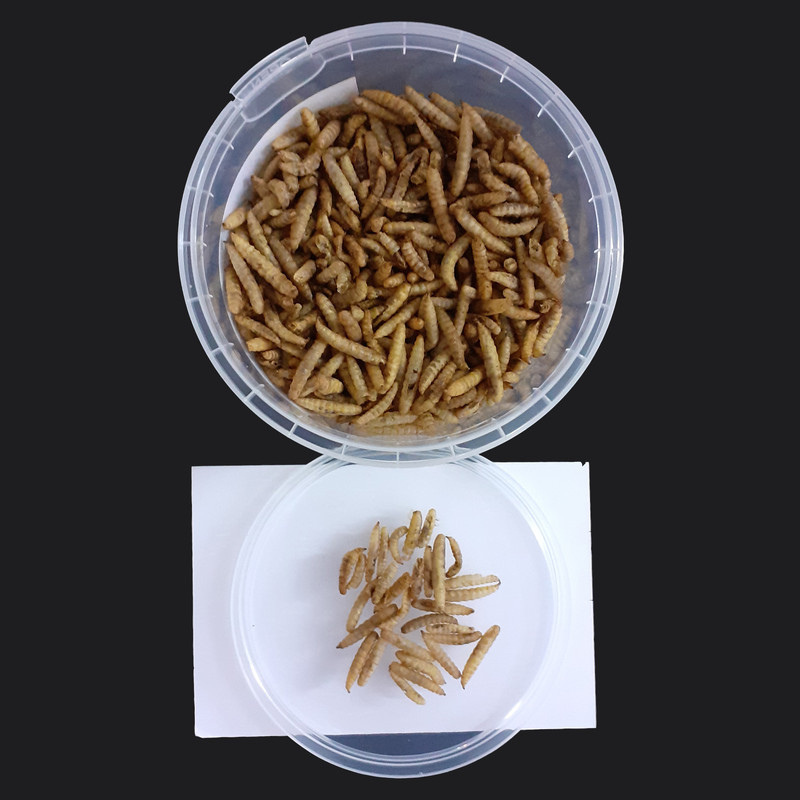 غذای خشک حیوانات ولکانو میلورم مدل لارو مگس سرباز کد BSF45 وزن 45 گرم