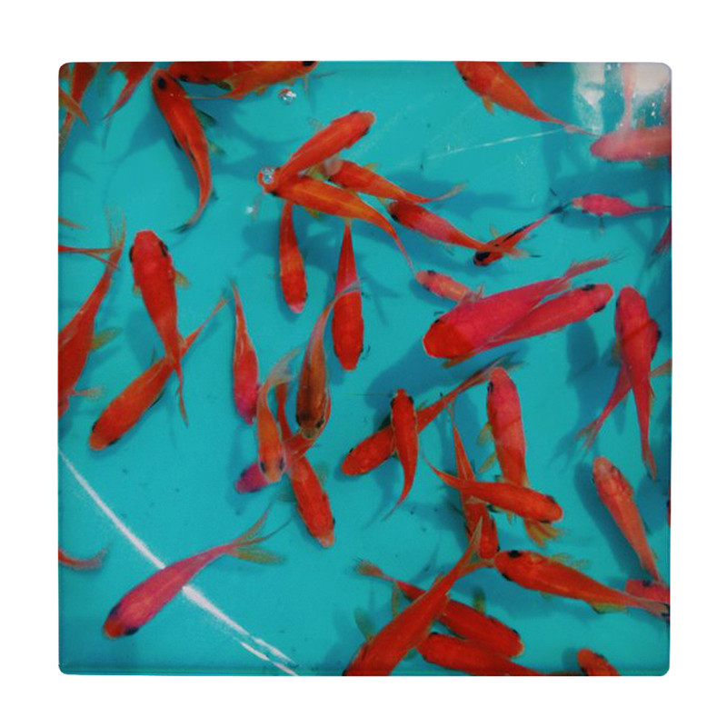 کاشی کارنیلا طرح حوض آب و ماهیهای قرمز مدل لوحی کد klh2342 