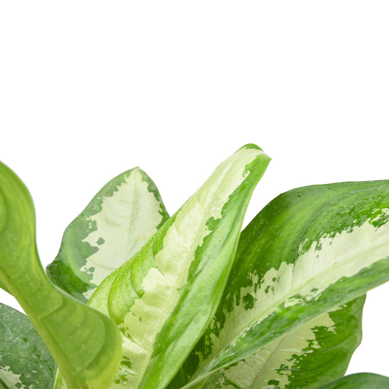 گیاه طبیعی آگلونما مدل هندوانه ای کد 10324/2202