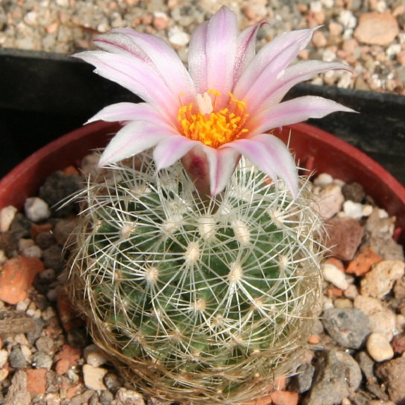 بذر کاکتوس توربینیکارپوس جی پی سید مدل GP28575