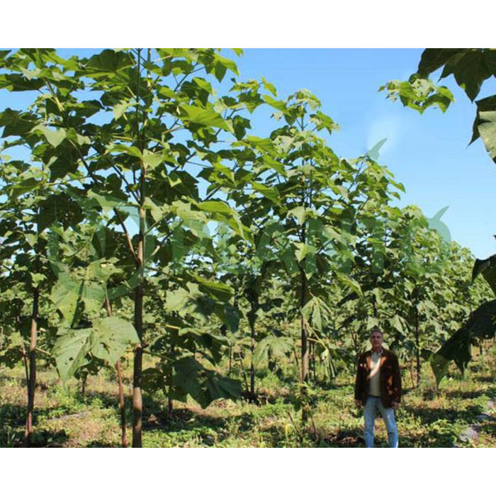 بذر درخت پالونیا فورتونی گلس گاردن مدل GL1gr