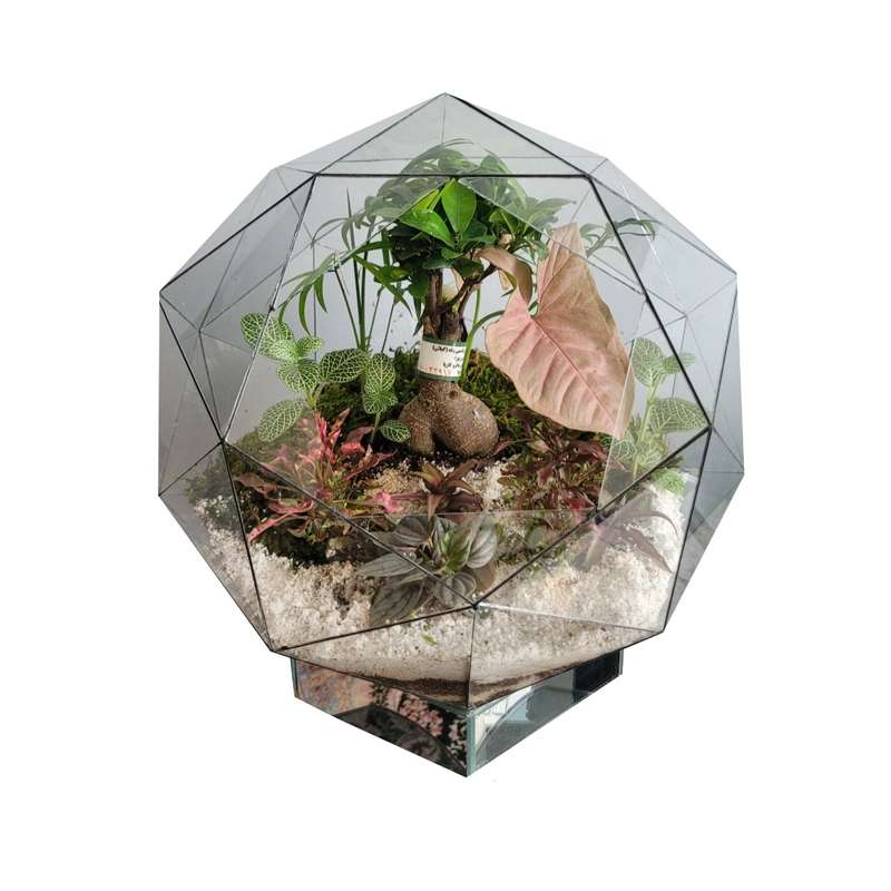 تراریوم گیاه طبیعی مدل بونسای فیکوس رتوزا رویال کد 003