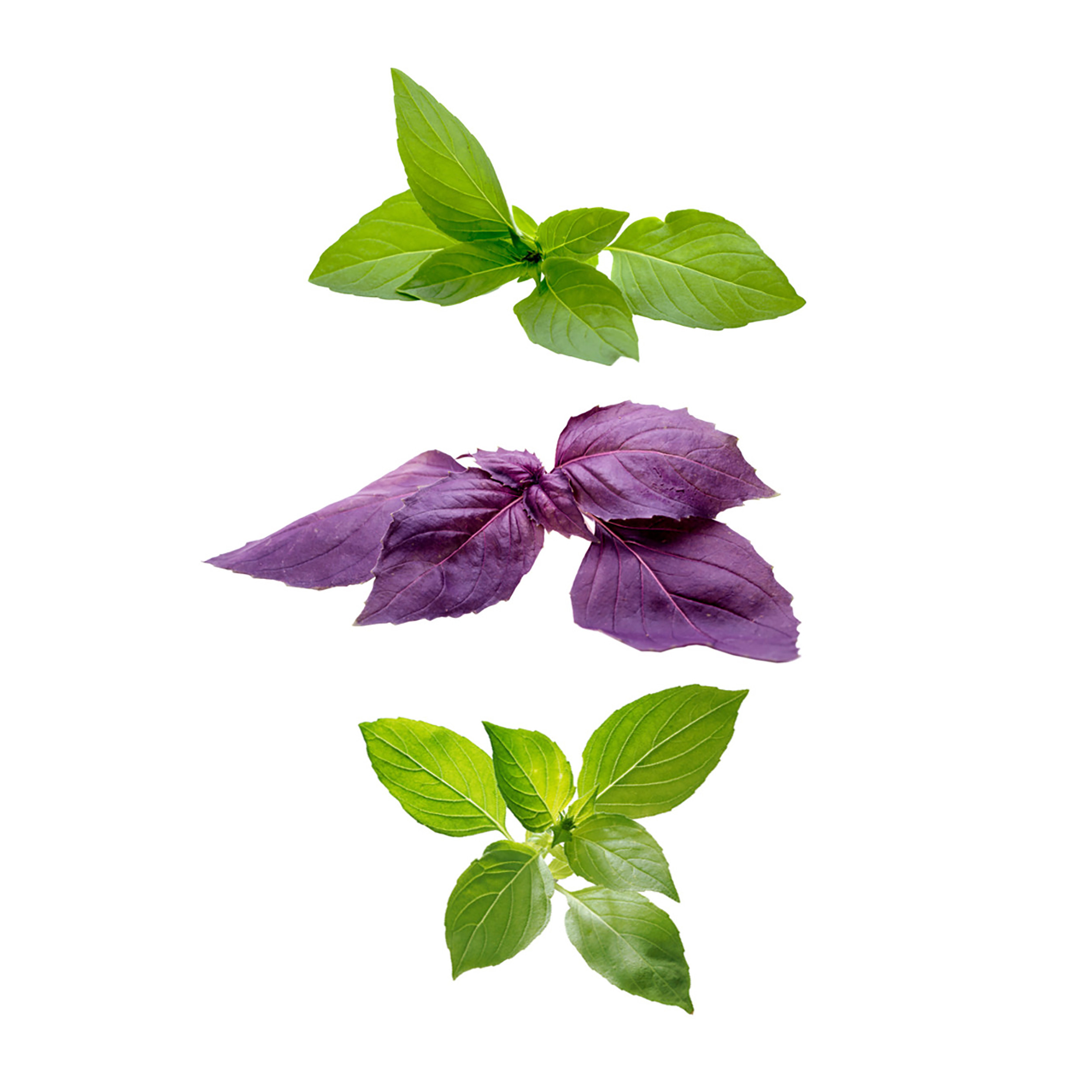 بذر ریحان سبز گرین فارم کد 3 بسته 3 عددی