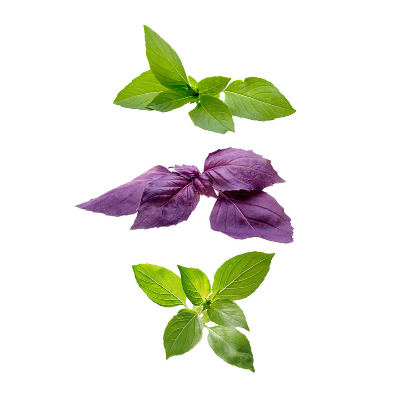 بذر ریحان سبز گرین فارم کد 3 بسته 2 عددی