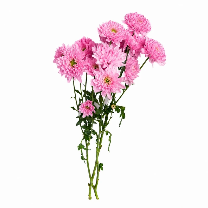 شاخه گل داودی طبیعی مدل مینیاتوری بسته 10 عددی
