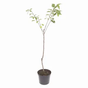نهال گیلاس لاپینز کد A-04