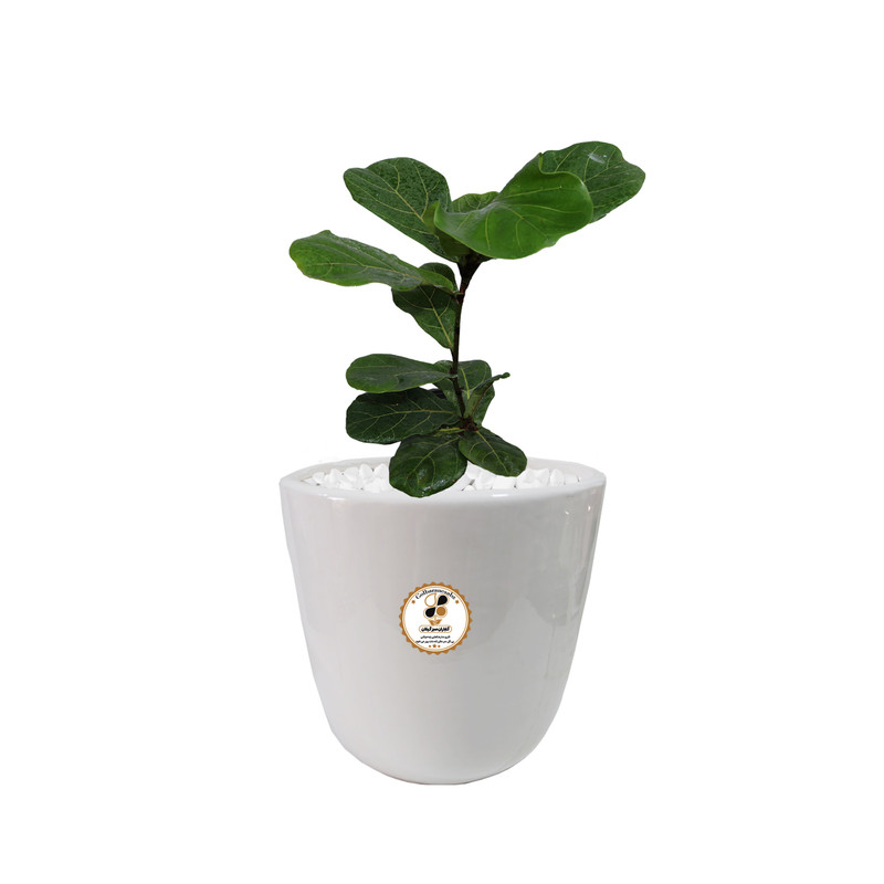 گیاه طبیعی فیکوس آفریقایی شرکت گلباران سبز گیلان مدل GN13-2M