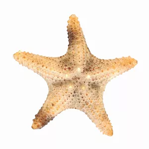 ستاره دریایی تزیینی مدل d10