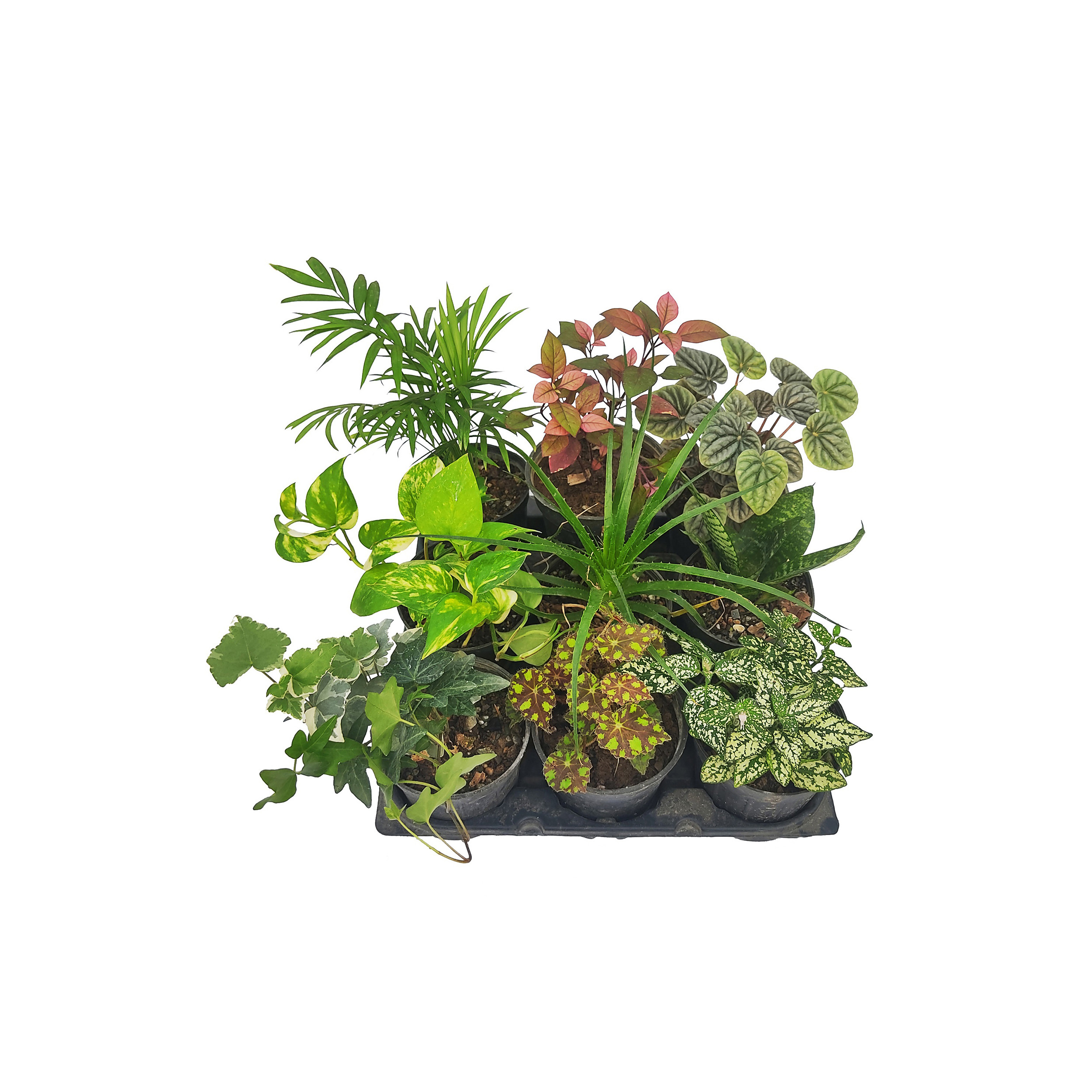 گیاه طبیعی آپارتمانی مدل M12 مجموعه 9 عددی گیاه طبیعی آپارتمانی مدل M12 مجموعه 9 عددی