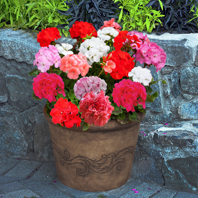 بذر گل شمعدانی الوان سانیا سید مدل SH3