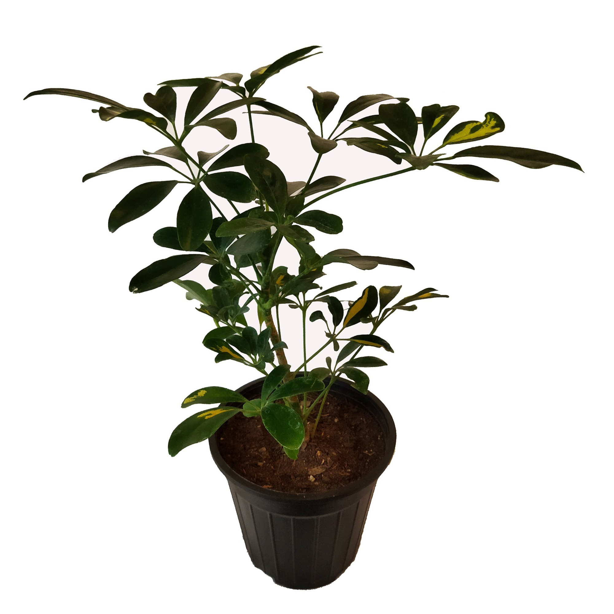 گیاه طبیعی شفلرا کد pg_19