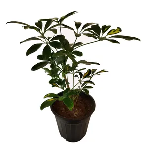 گیاه طبیعی شفلرا کد pg_19