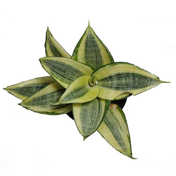 گیاه طبیعی سانسوریا ابلق کد sansa01