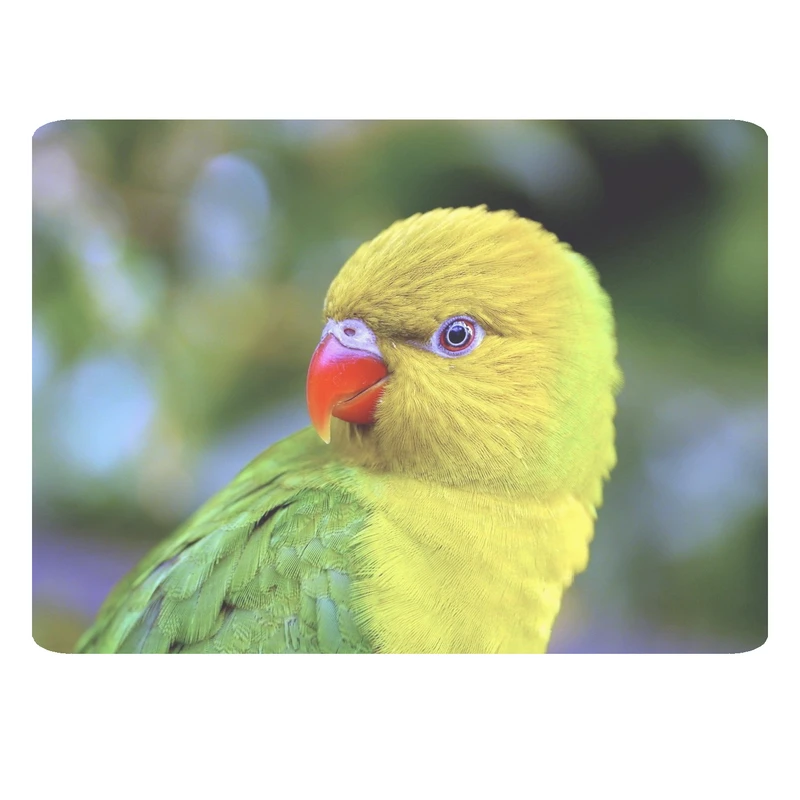 ماوس پد مدل طوطی کد 310 BBB