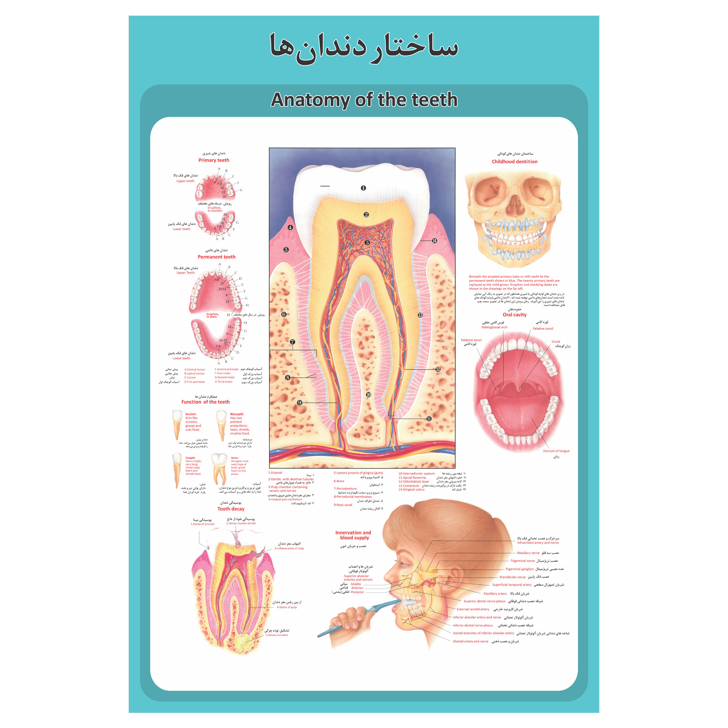 پوستر آموزشی طرح آناتومی ساختار دندان ها