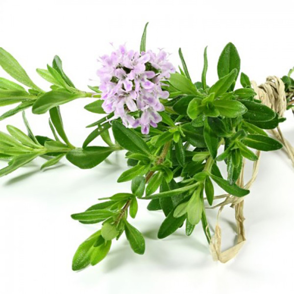 بذر گیاه آویشن دنایی وانیا سید مدل S45