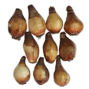 پیاز گل نرگس آیس مدل Na2 بسته 10 عددی