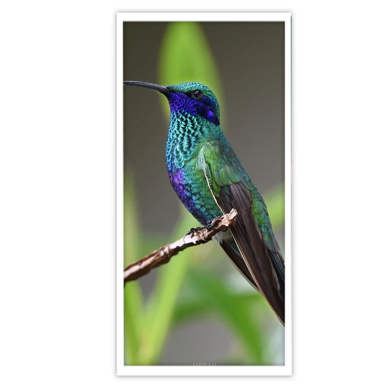 تابلو بکلیت طرح پرندگان زینتی مدل W-S3782