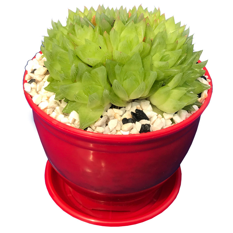 گیاه طبیعی کاکتوس هاورتیا شیشه ای مدل GLS-102