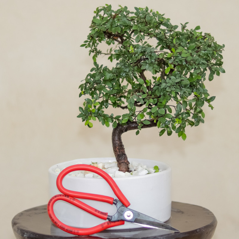 گل طبیعی بونسای نارون ژاپنی مدل elm-s-65 گل طبیعی بونسای نارون ژاپنی مدل elm-s-65