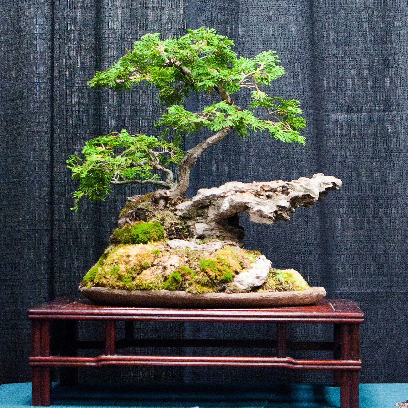 بذر بنسای سرو نانا سانیا سید مدل S12 بذر بنسای سرو نانا سانیا سید مدل S12