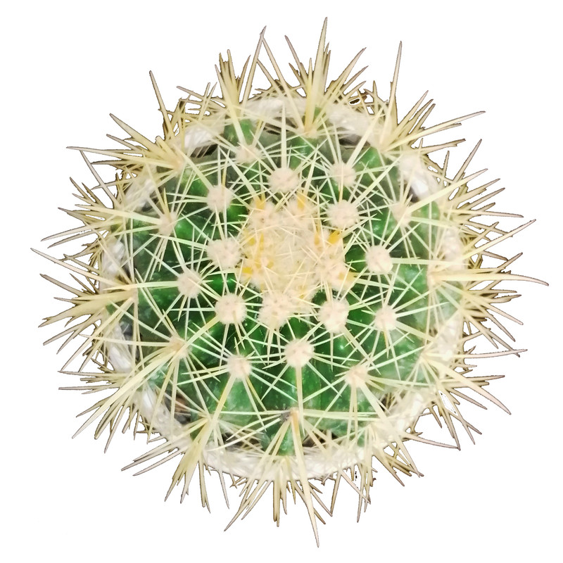 گیاه طبیعی اچینو مدل تیغ زرد