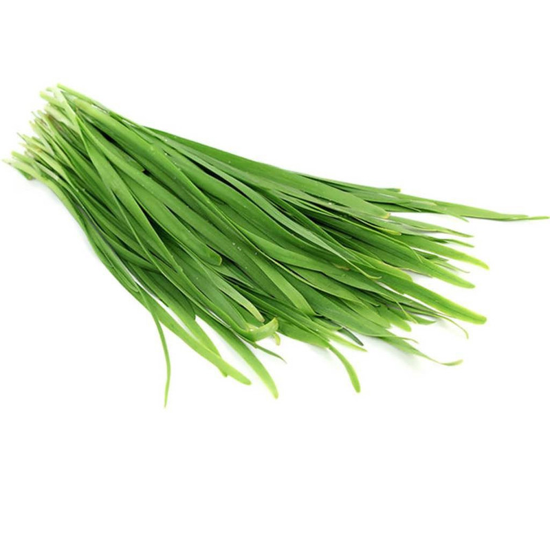 بذر تره فارسی جی پی سید مدل GP1053