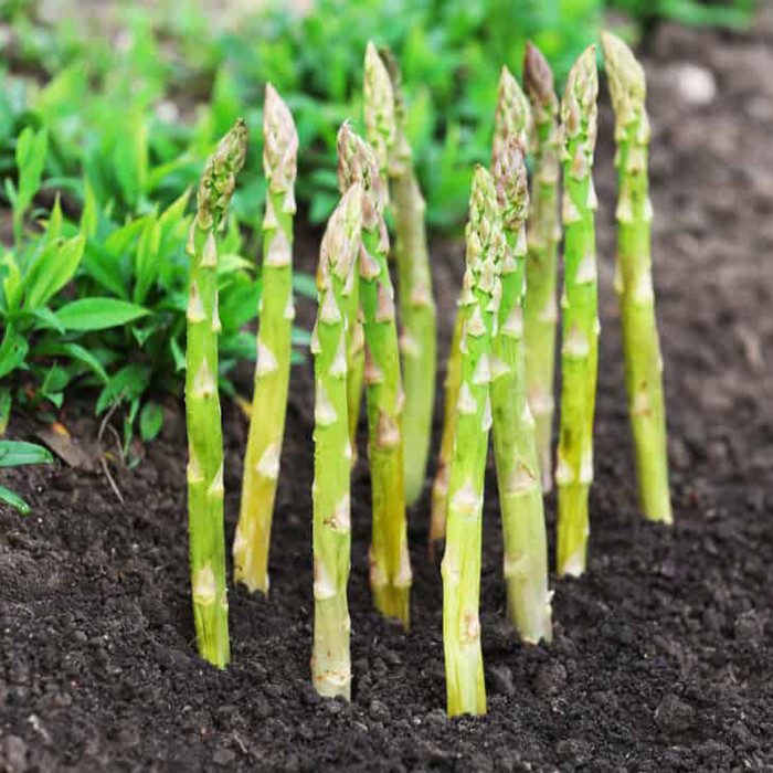 بذر مارچوبه سبز وانیا سید مدل I34