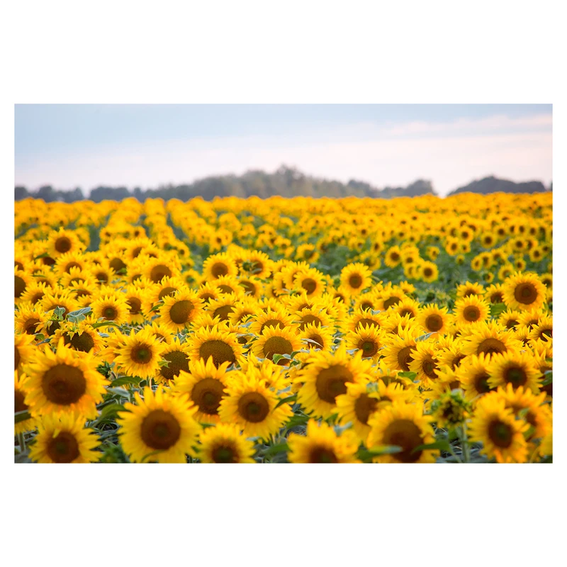 فرش پارچه‌ای مدل فرشینه طرح گل آفتابگردان کد AR3059182