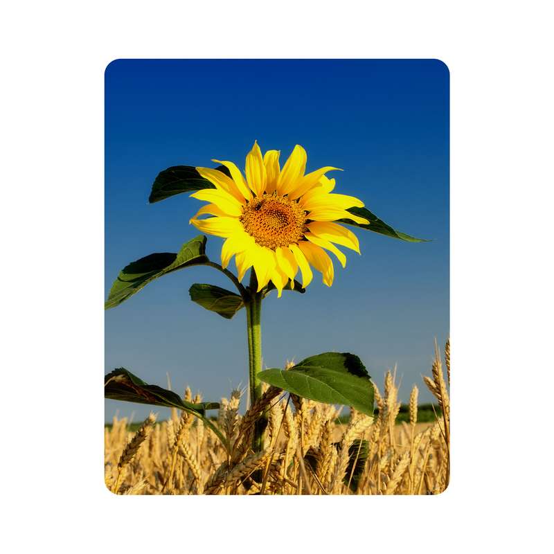 ماوس پد اطلس آبی طرح مزرعه گندم و گل آفتاب گردان مدل T6792
