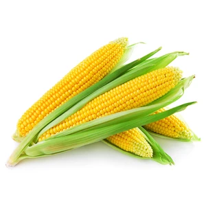 ذرت درجه یک - 1.5 کیلوگرم