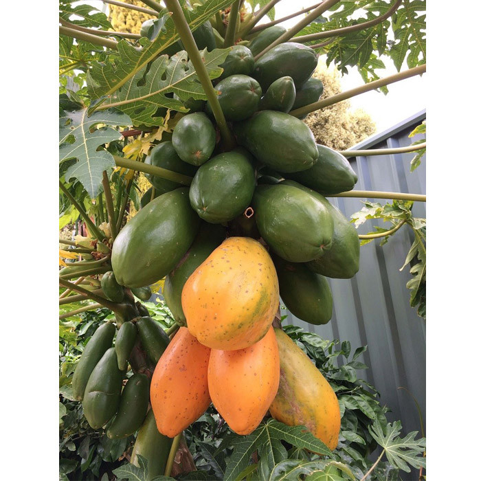 بذر میوه پاپایا خربزه درختی ردلیدی مدل GL05