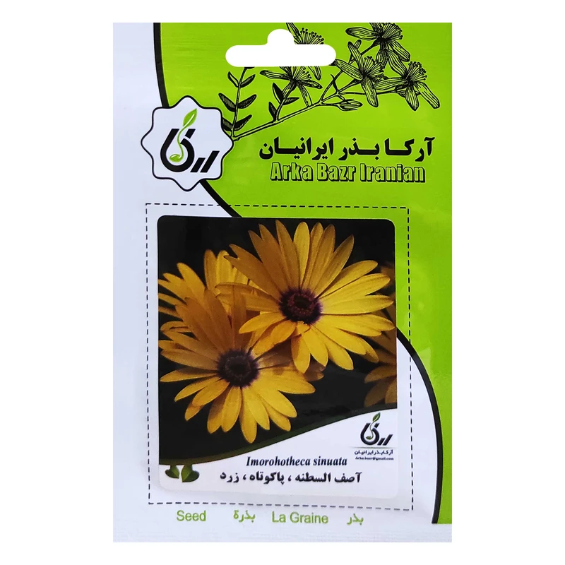 بذر اصف السطنه پاکوتاه زرد آرکا بذر ایرانیان کد ARK-046