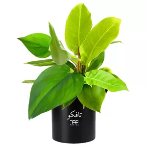 گل طبیعی فیلودندرون  تافکو کد 2x