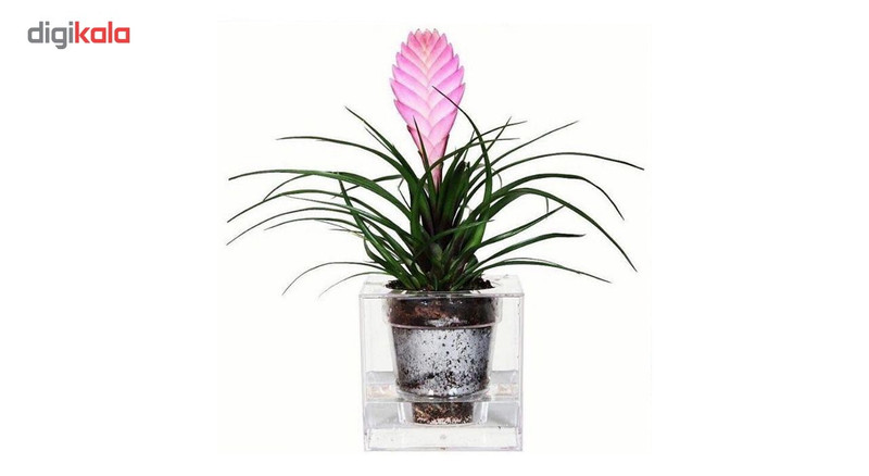 آکواریوم سون گرین مدل گلدان آبی - حجم 3 لیتر