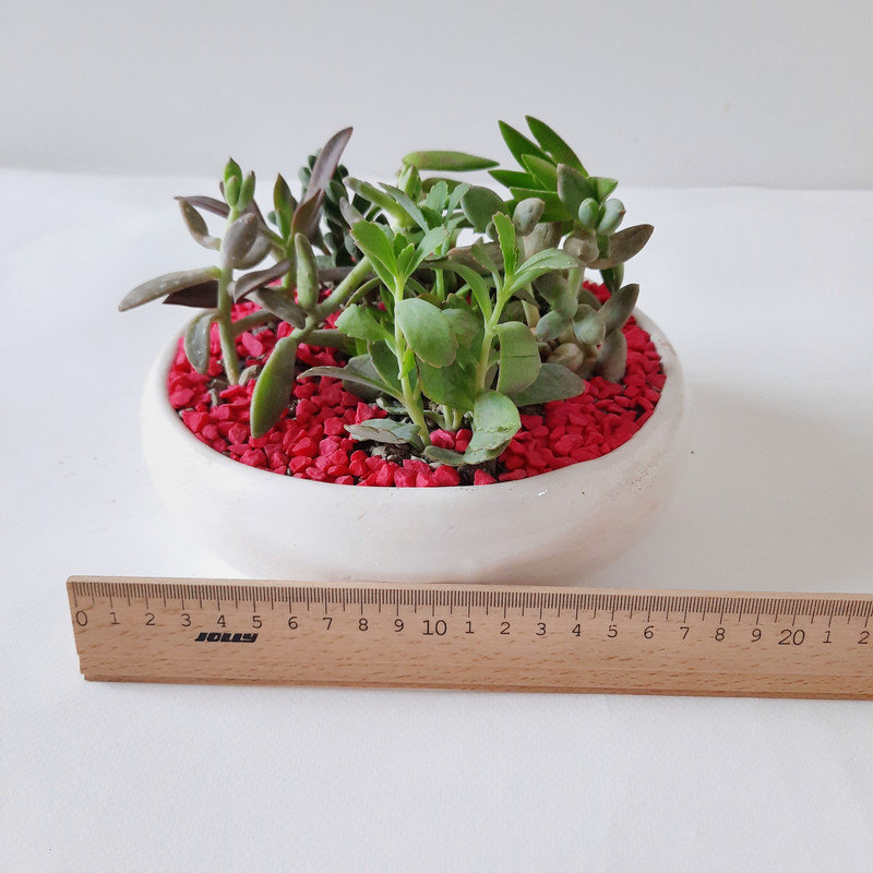 گیاه طبیعی مدل دیش گاردن ساکولنت کد 005