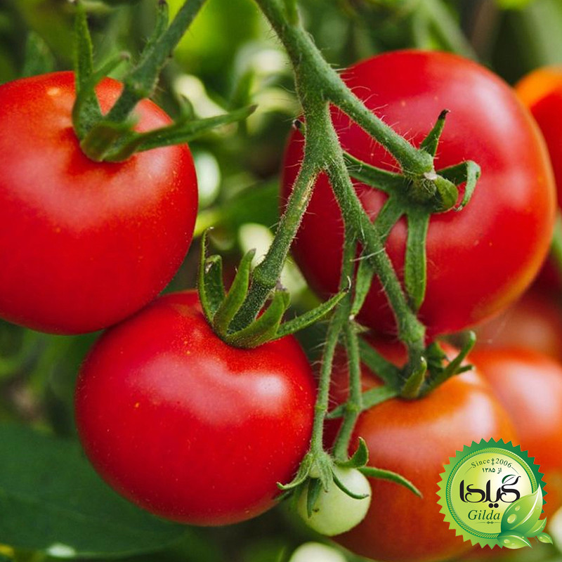 بذر گوجه گرد آریا گیلدا کد 551