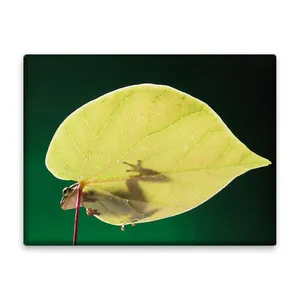 کاشی اطلس آبی  طرح برگ و قورباغه مدل T5880