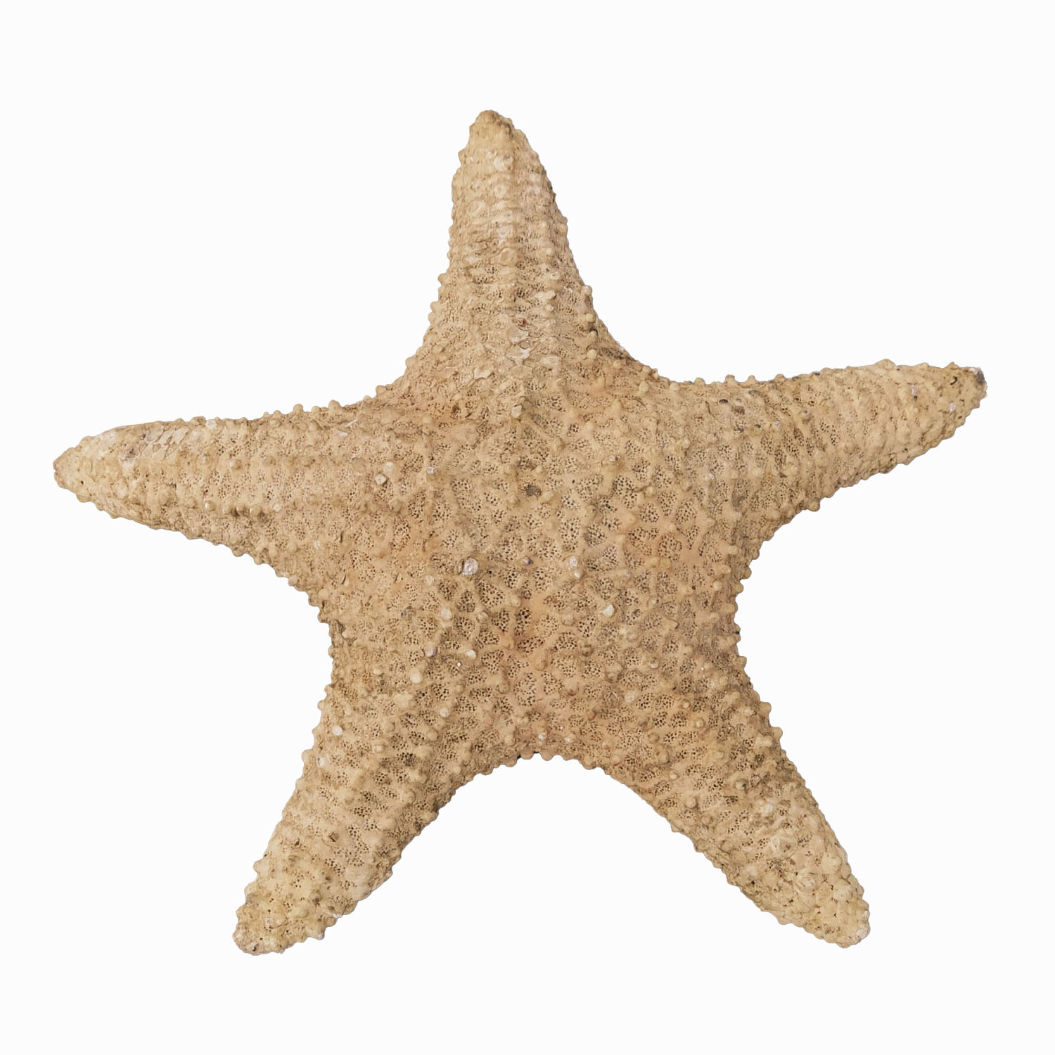 ستاره دریایی تزیینی مدل پاتریک