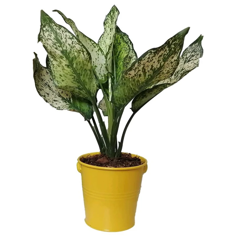 گیاه طبیعی آگلونما سفید کد ff01