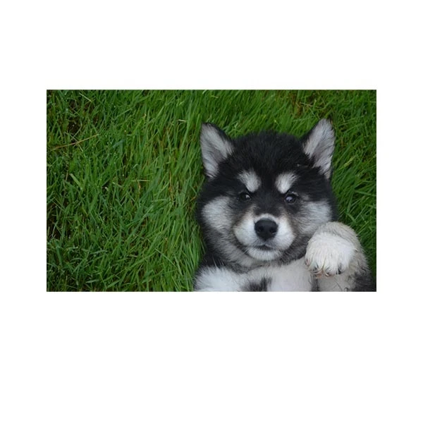    پادری طرح حیوانات کد M35M001-MA0066 سایز 76x46 سانتی متر