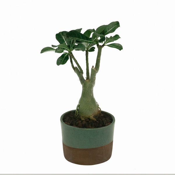 گیاه طبیعی آدنیوم عربیکوم  کد  A_001 