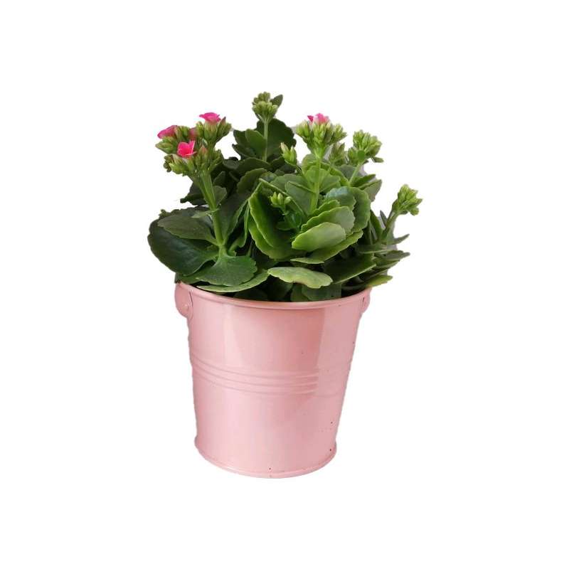 گیاه طبیعی کلانکوا کد af06